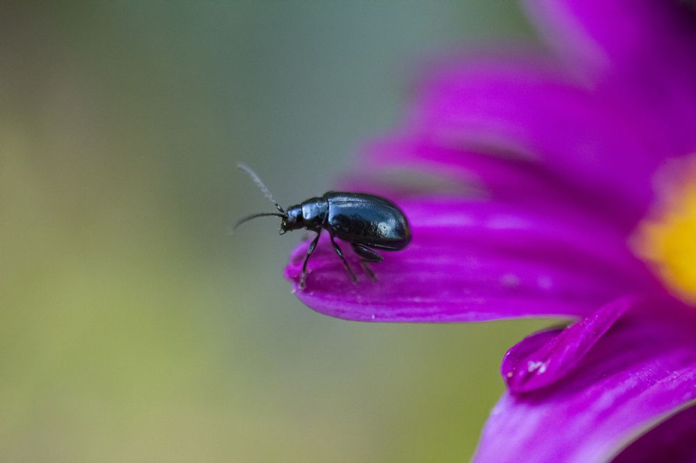 Photograph by Ирина Шибитова