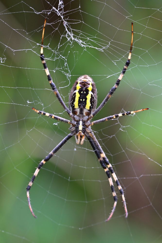 Фотография автора Дмитрий Referee