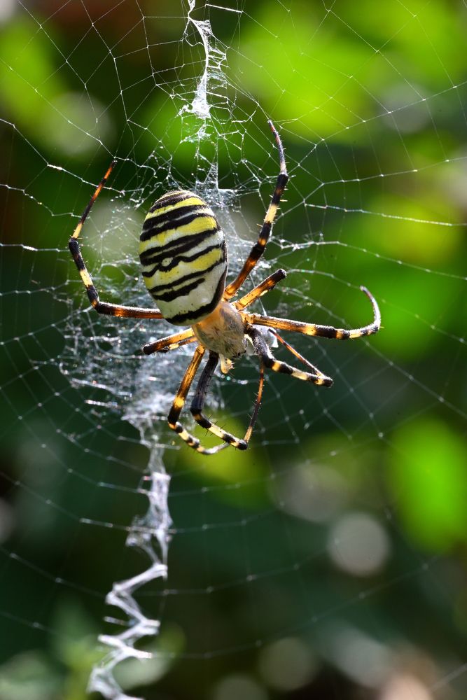 Фотография автора Дмитрий Referee