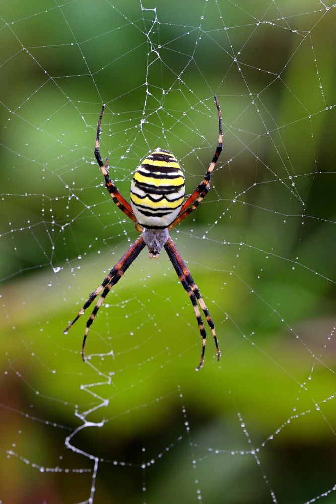 Фотография автора Дмитрий Referee