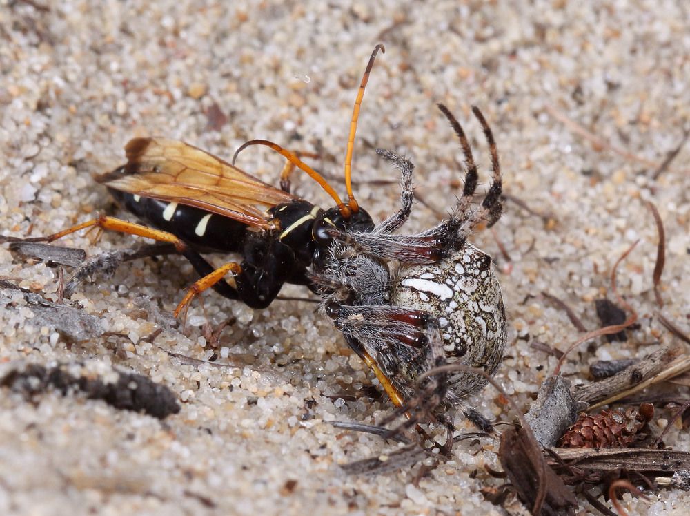 Photograph by Алексей Пришвин