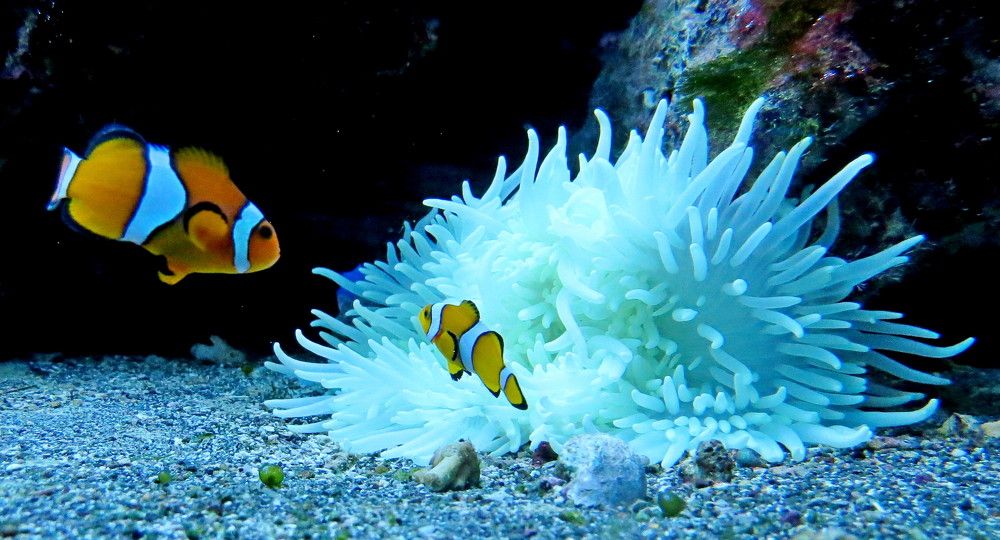 Photograph by Елена Казарина