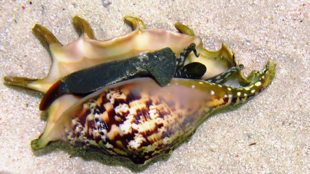 Photograph by Елена Казарина