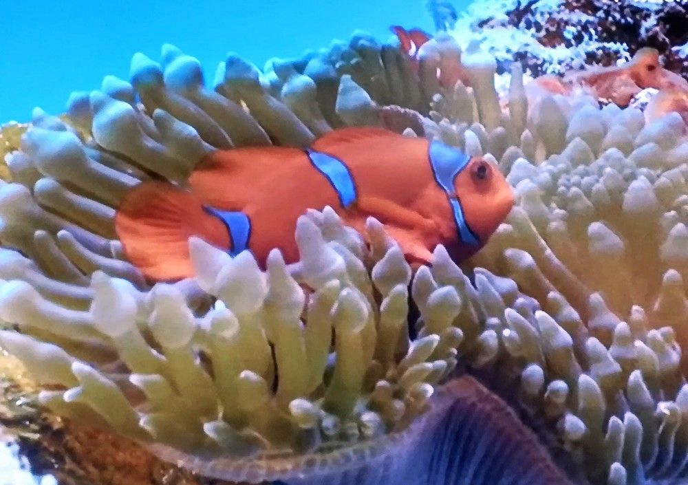 Photograph by Anila Ismailaj