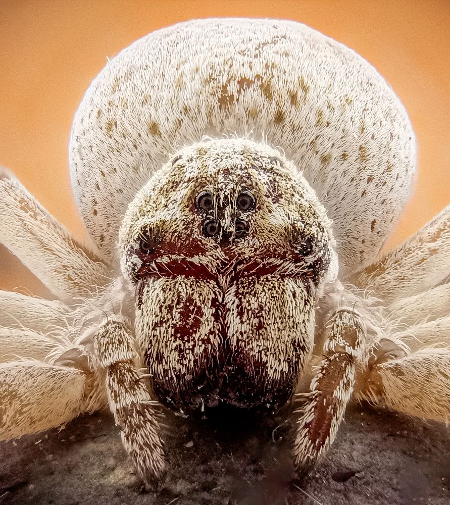 Photograph by Abbas Rayan Benhorma