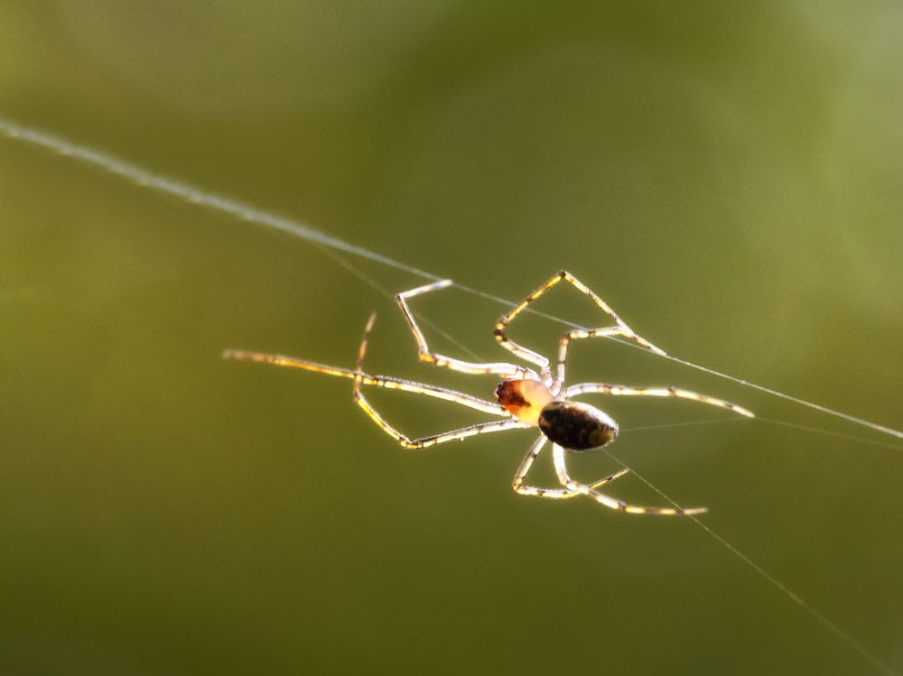 Фотография автора Liviu Ciprian Hiticas