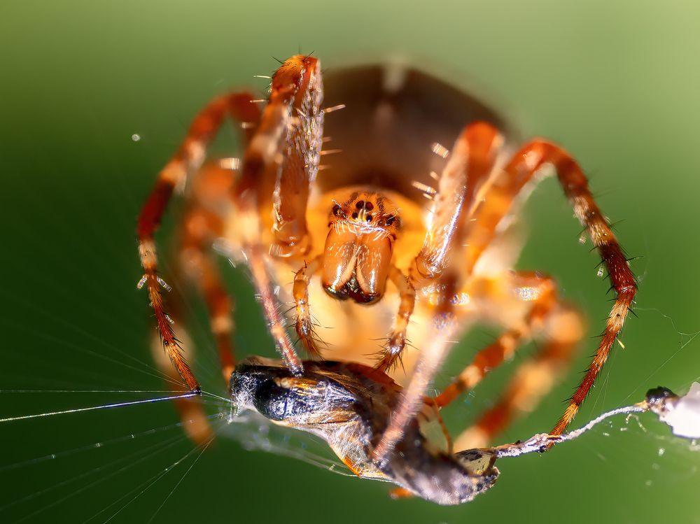 Фотография автора Liviu Ciprian Hiticas