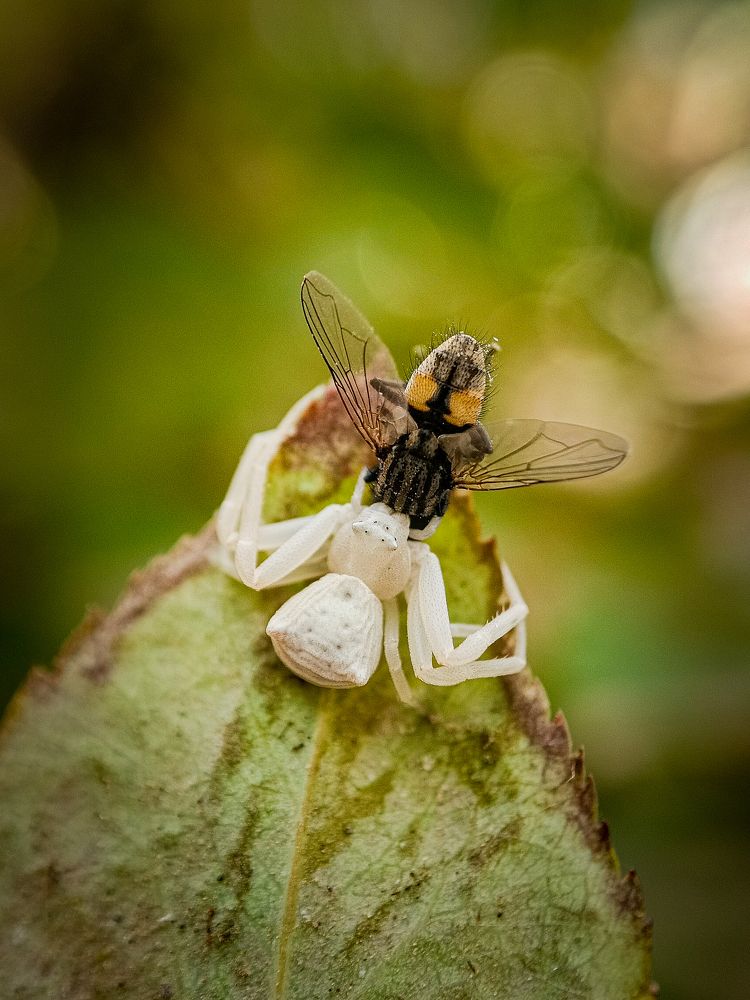 Photograph by Abbas Rayan Benhorma