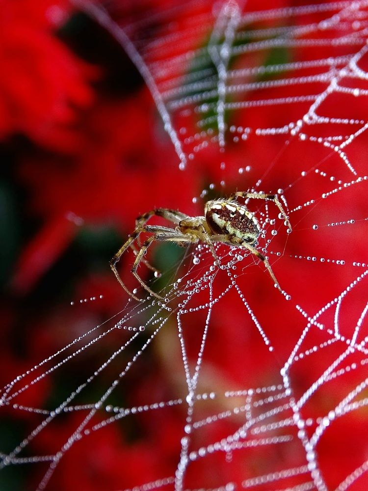 Паук in red.