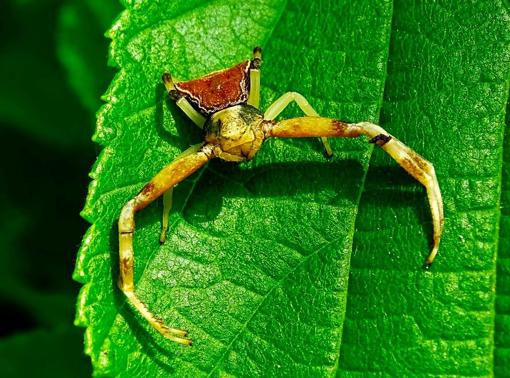 Паук - краб.