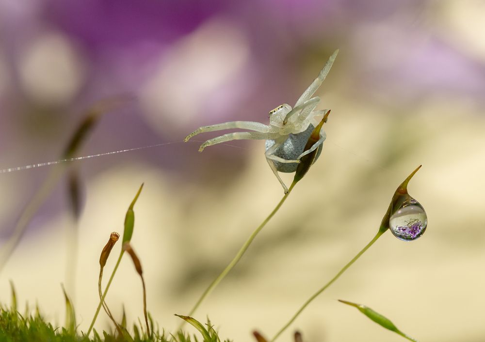 Photograph by Koledova Irina