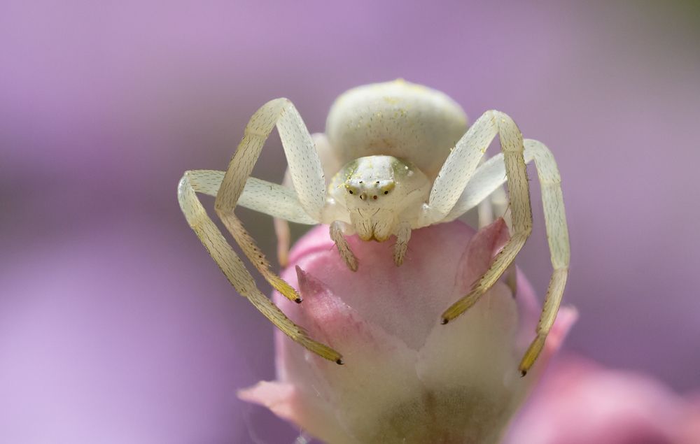 Photograph by Koledova Irina