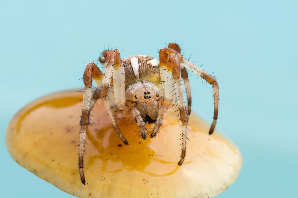 Photograph by Koledova Irina