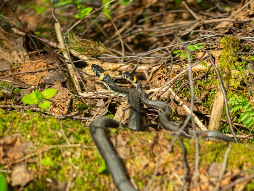 Photograph by Борис Челышев