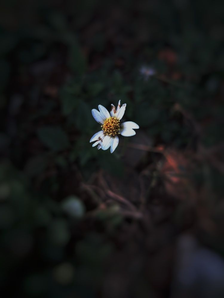 A Portrait of Tridax procumbens
