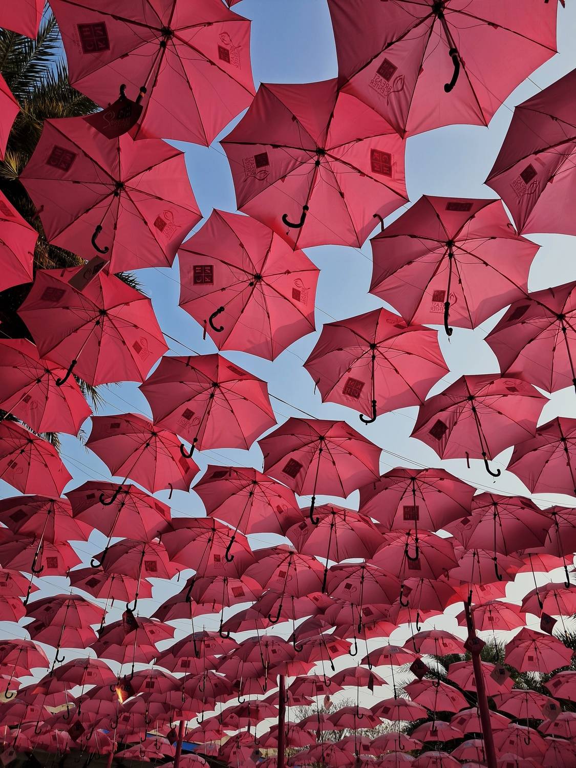 A sea of pink umbrellas