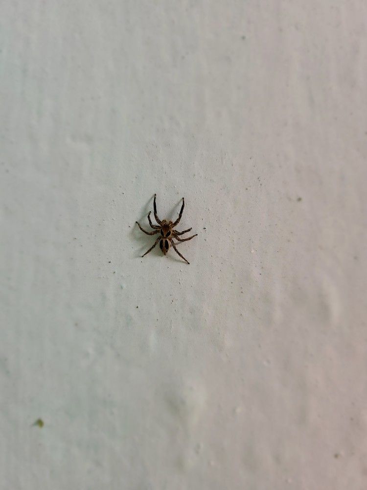 A little spider