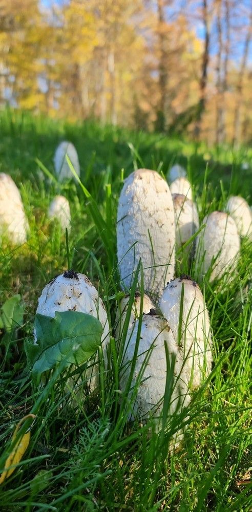 Царство грибов