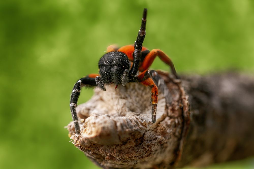 Photograph by Sara Jazbar