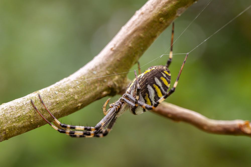 Photograph by Sara Jazbar