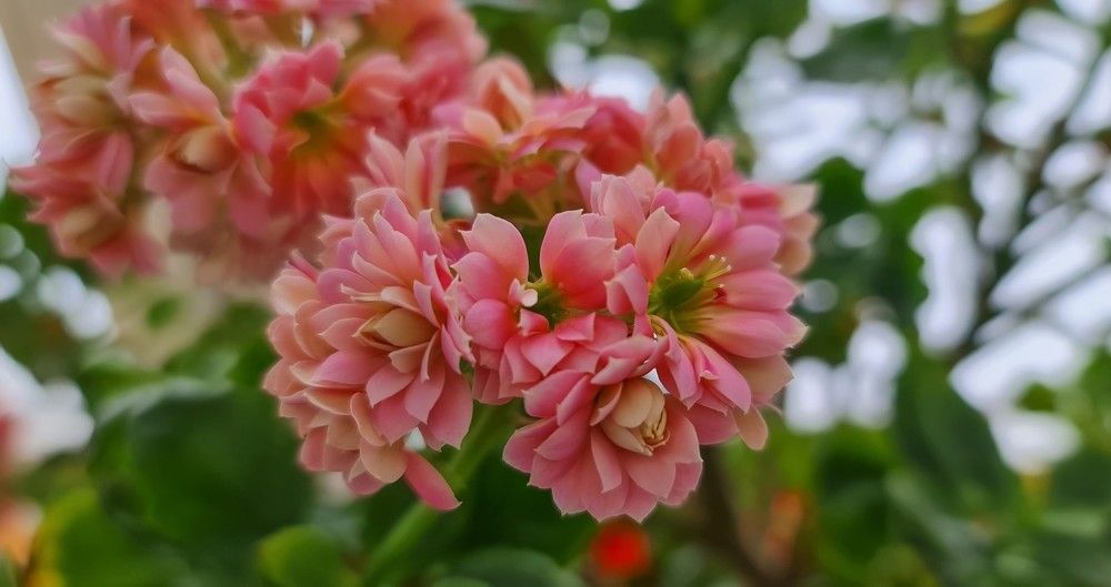 Цветочная нежность