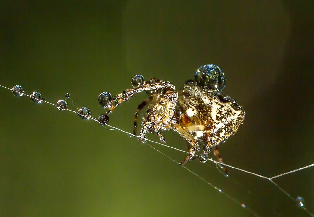 Photograph by Andrey Pristyazhnyuk