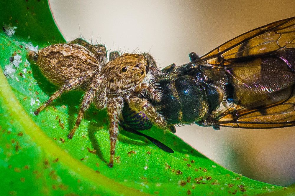 Photograph by Massimo Chiozzi