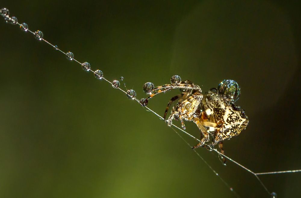 Фотография автора Andrey Pristyazhnyuk