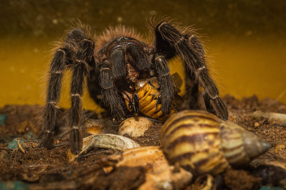 Photograph by Massimo Chiozzi