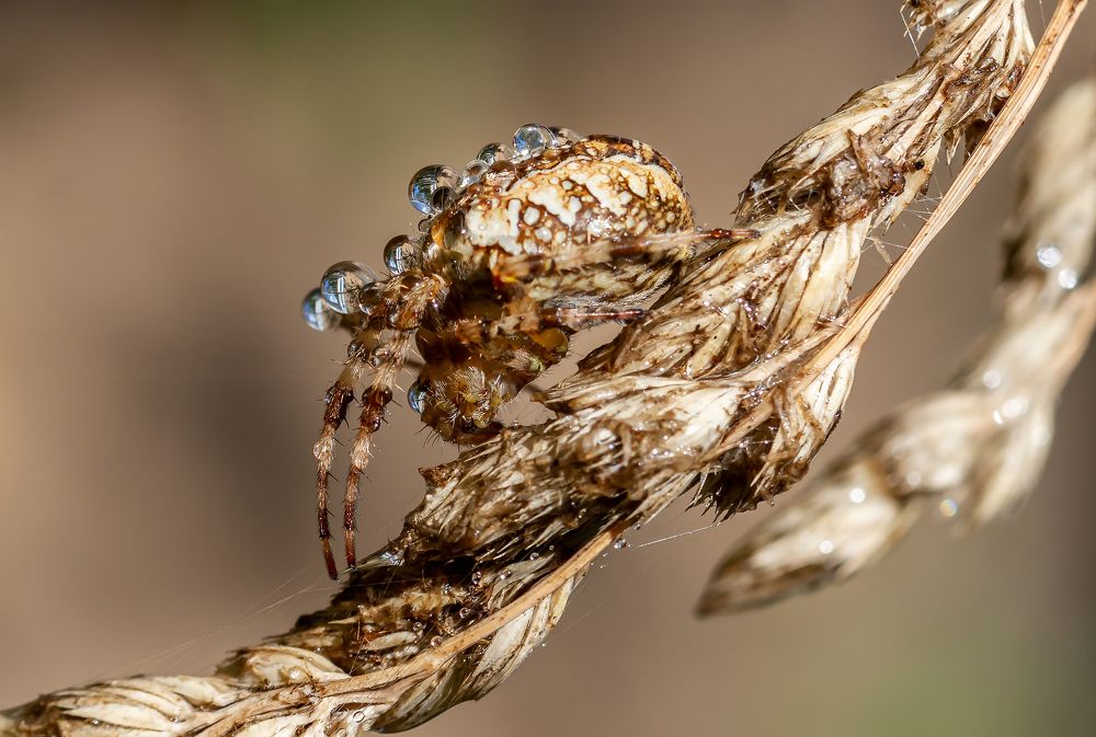 Фотография автора Andrey Pristyazhnyuk