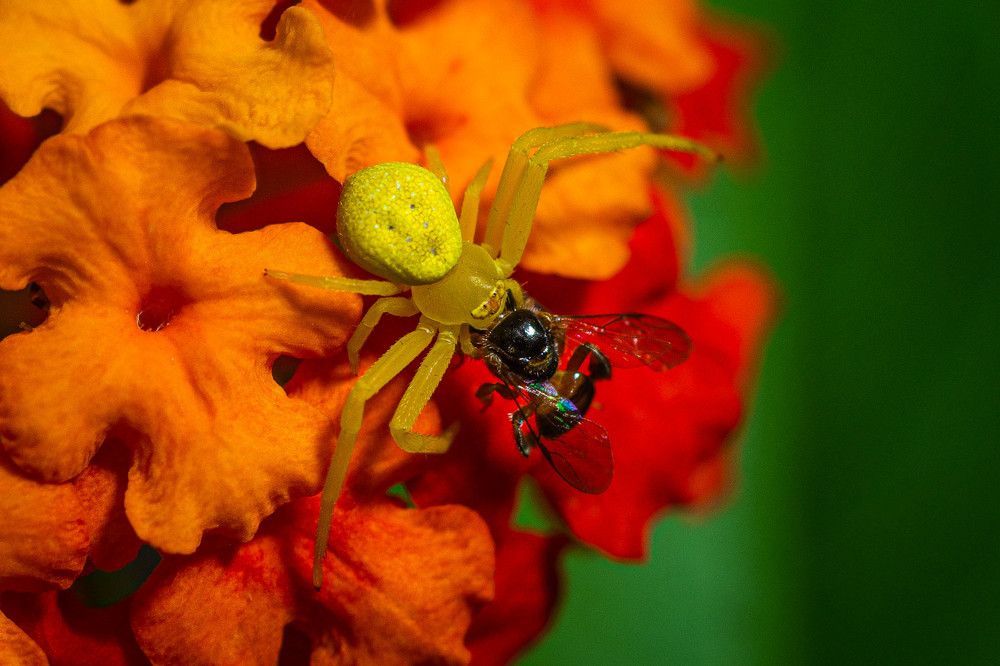 Photograph by Massimo Chiozzi