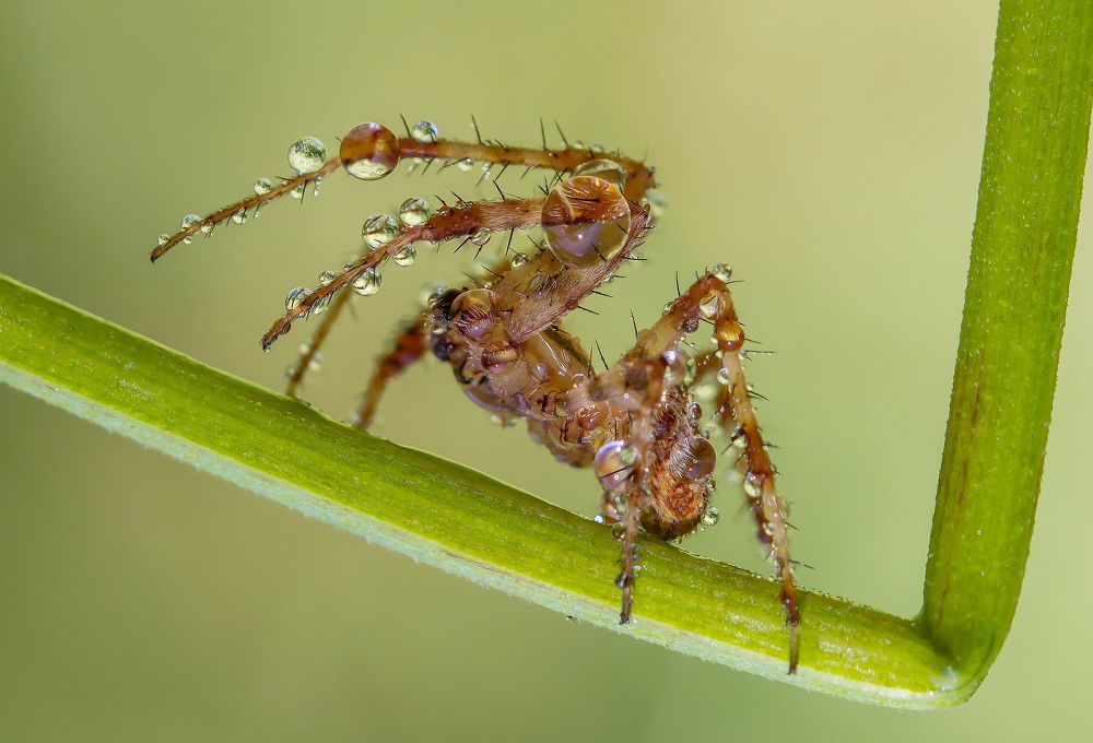 Photograph by Andrey Pristyazhnyuk