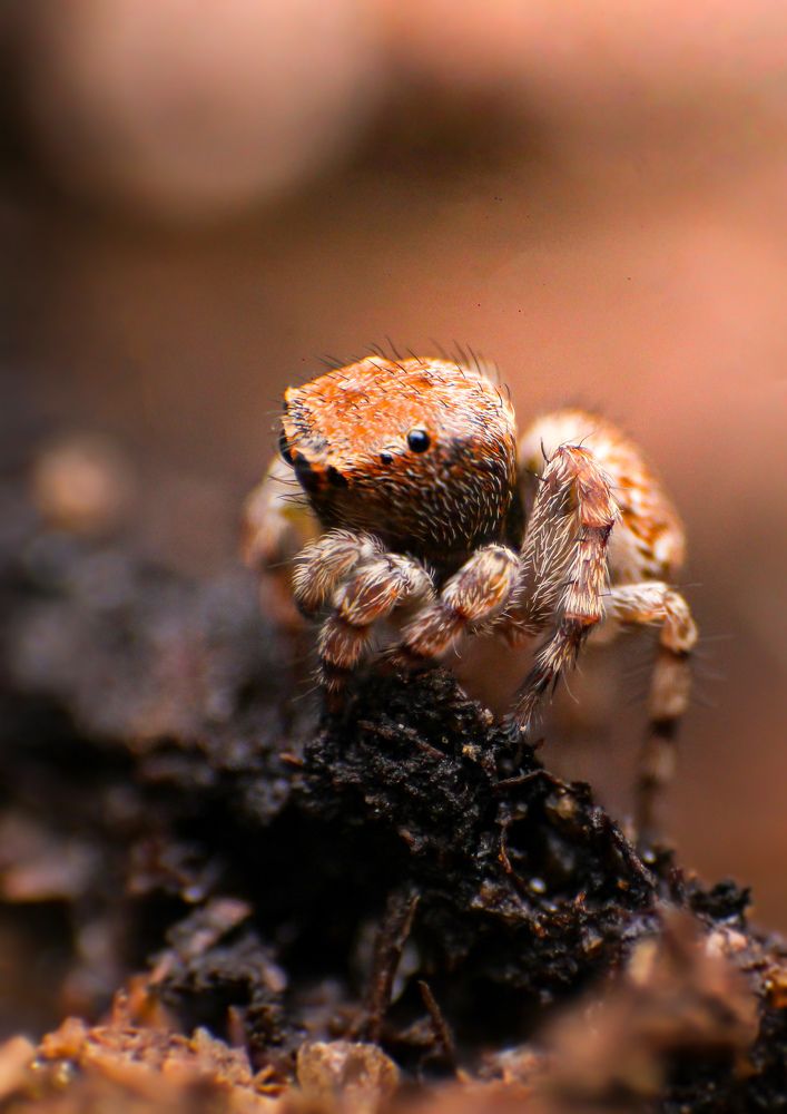 Photograph by Dewindu H. Fernando