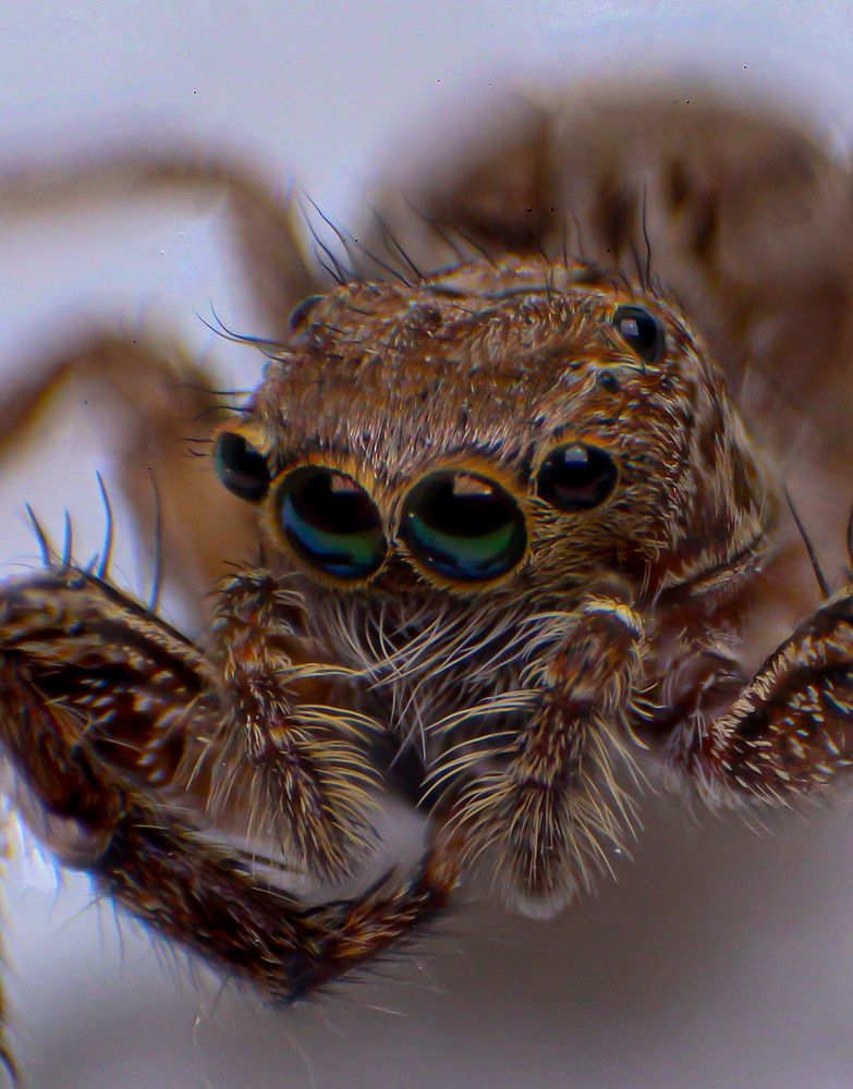 Photograph by Dewindu H. Fernando