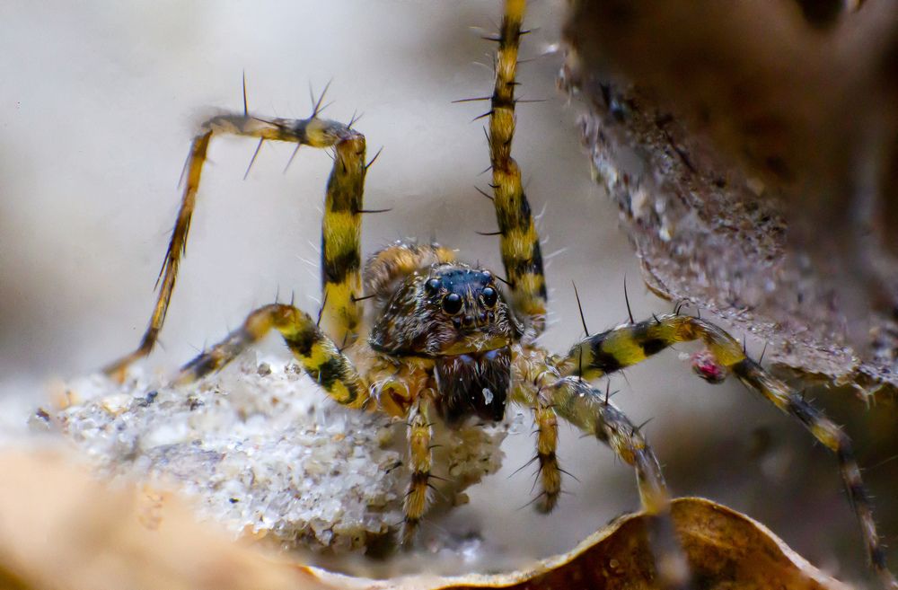 Photograph by Dewindu H. Fernando