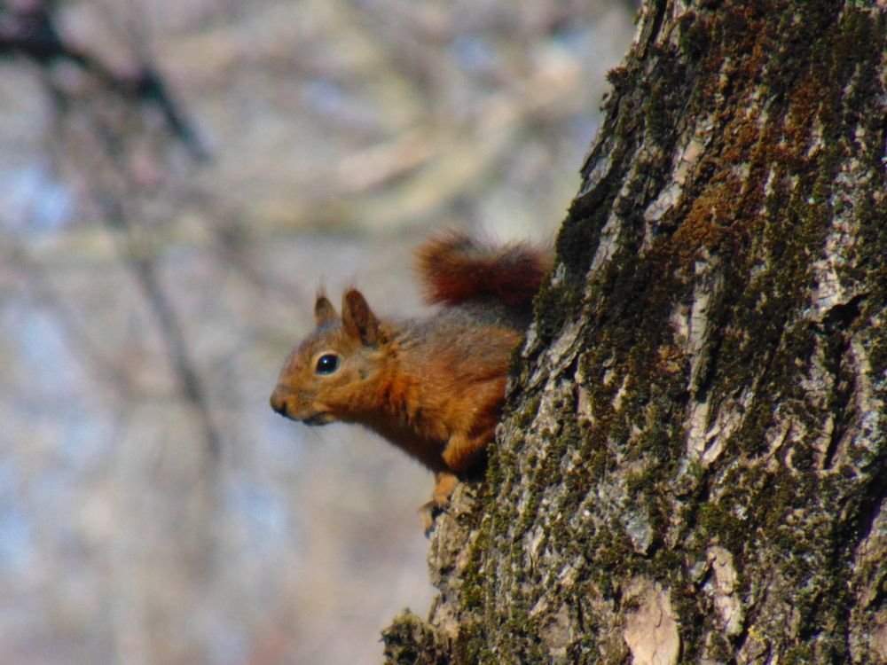 Photograph by Ольга Шевцова