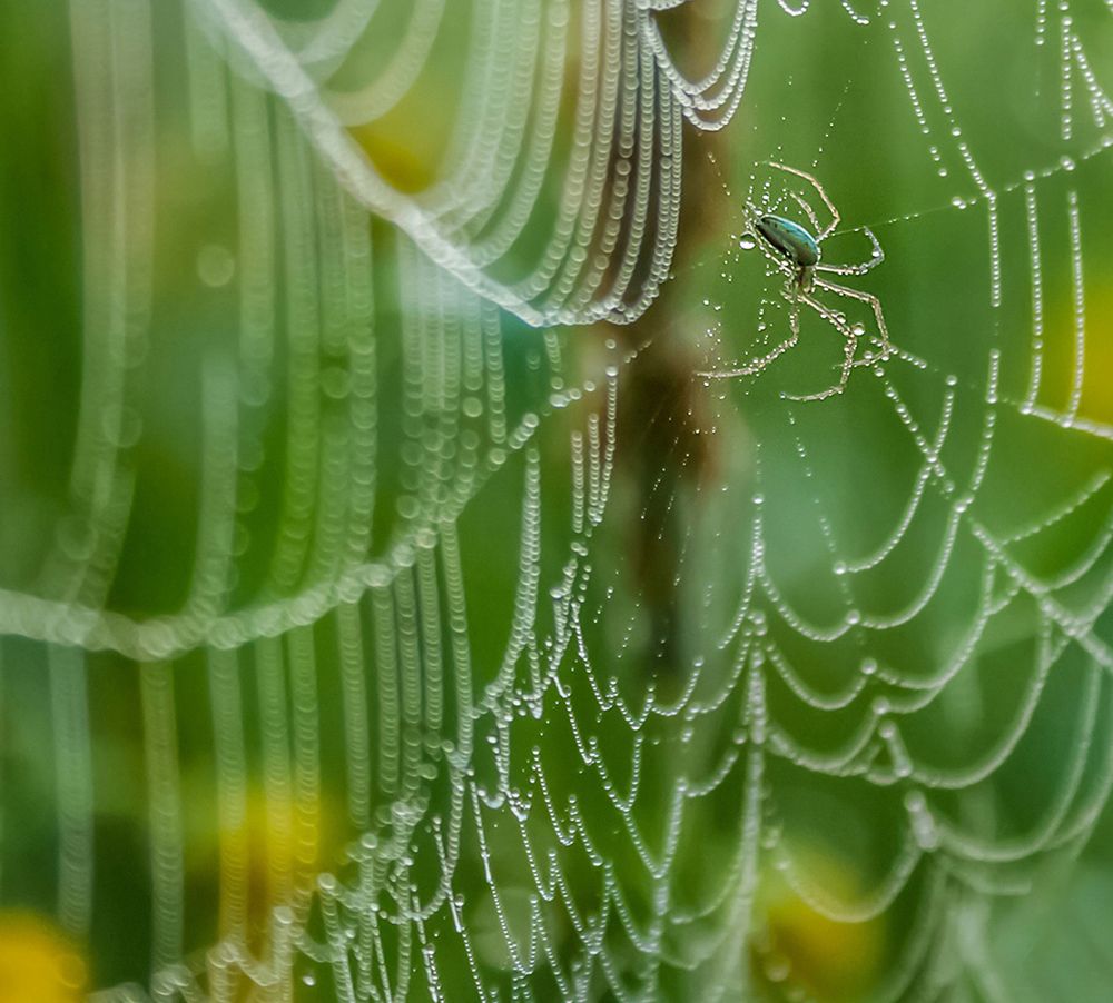 Photograph by Ольга Заповедная