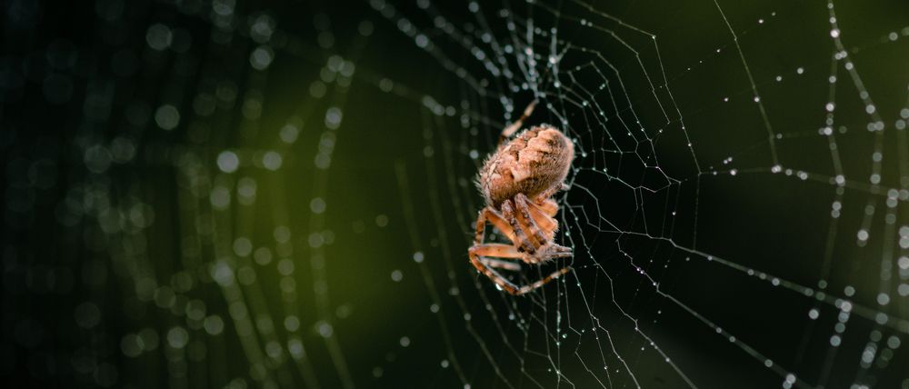 Photograph by Степан Ковыльчик