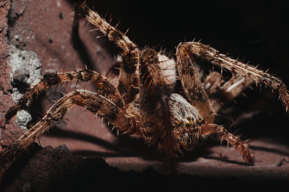 Photograph by Степан Ковыльчик