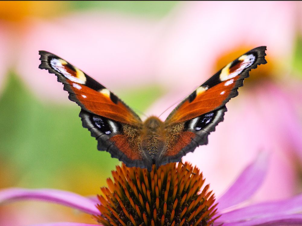 Фотография автора Борис Журавлёв