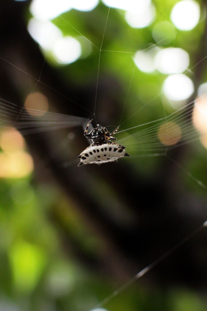 Photograph by Boulogne Mauricio Santiago