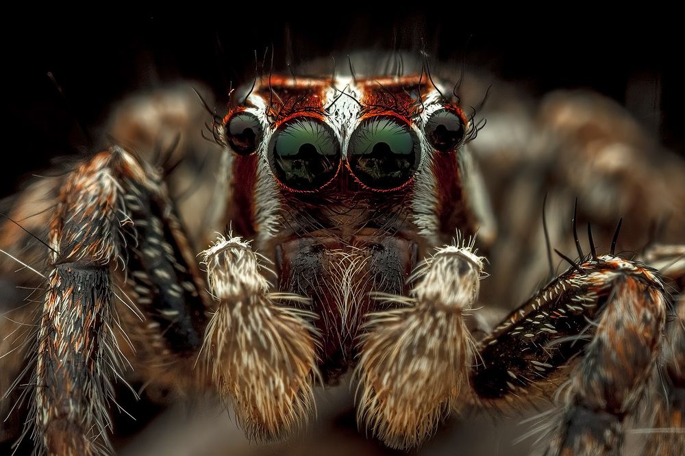 Photograph by ashok manjanath