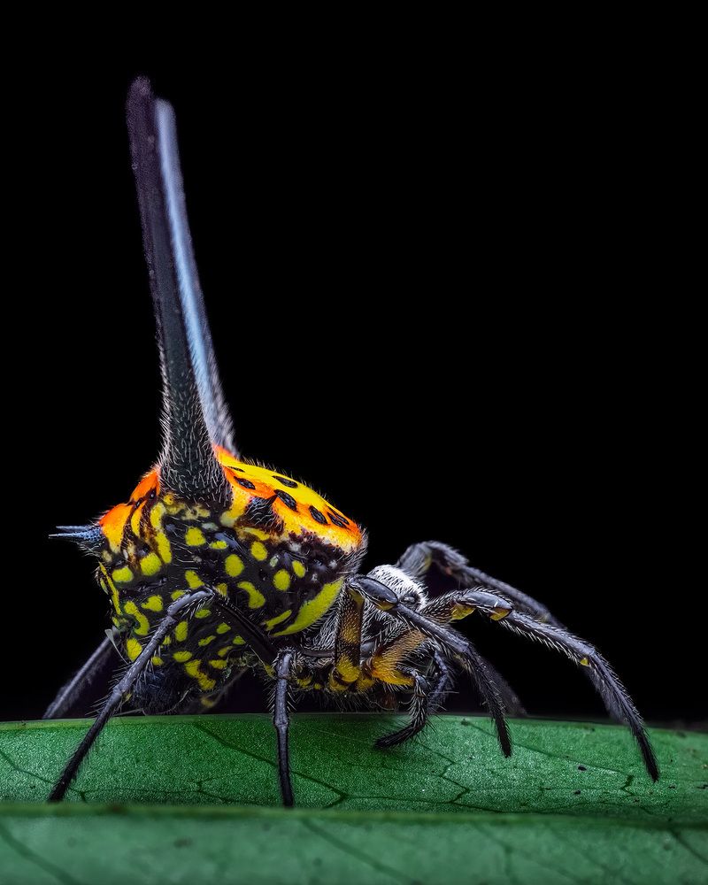 Photograph by ashok manjanath