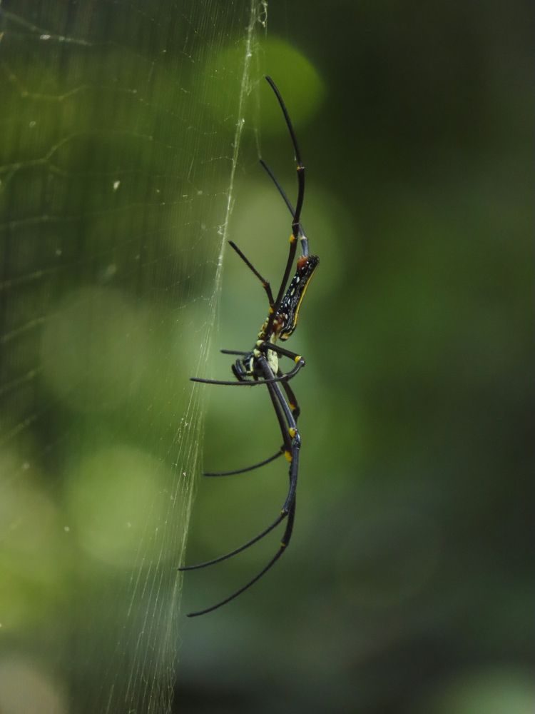 Giant golden orb weaver