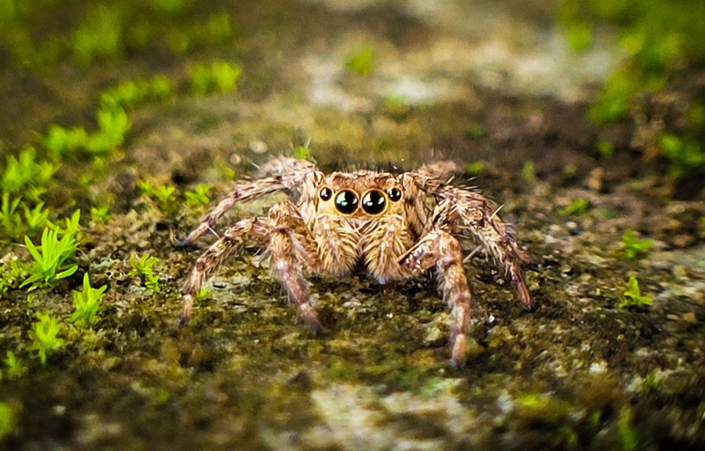 Photograph by Amal Madhu