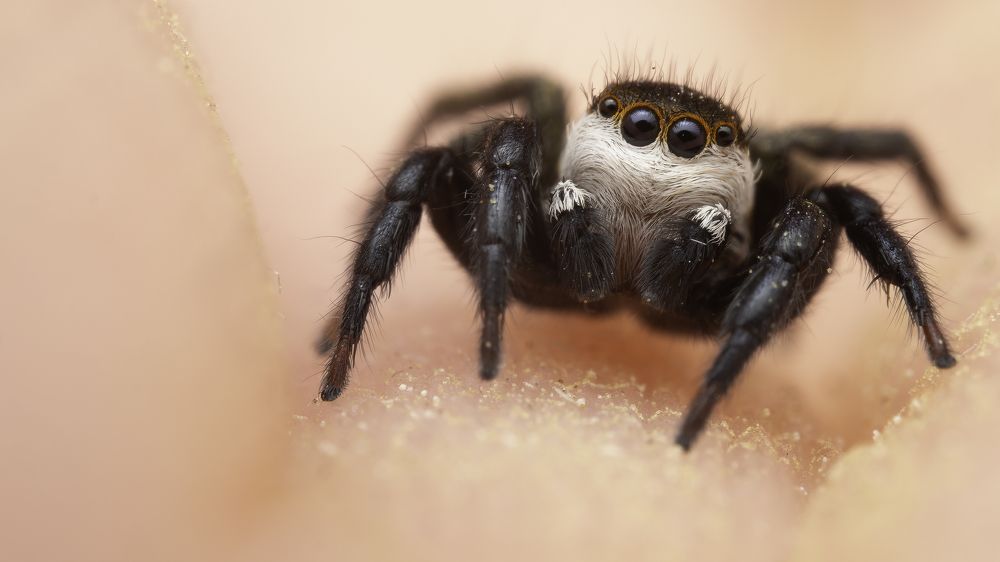 Photograph by Thierry KIEFFER