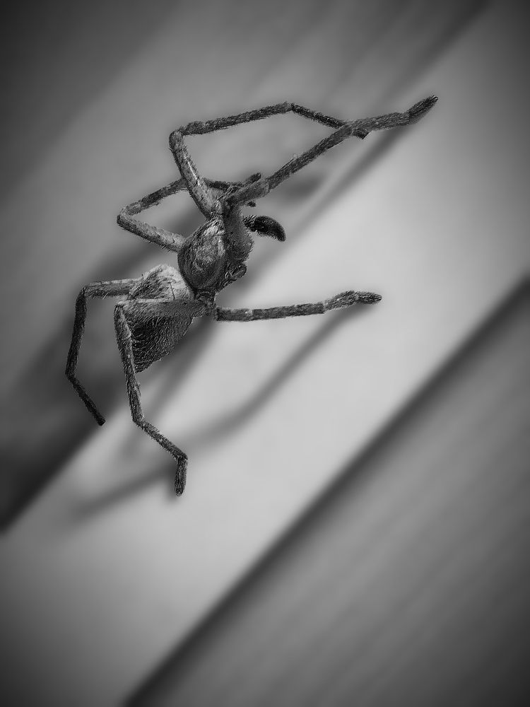 Фотомодель / Photomodel