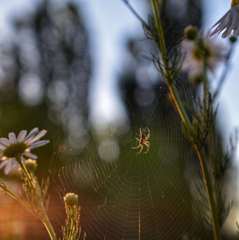 Photograph by Анна Федотова