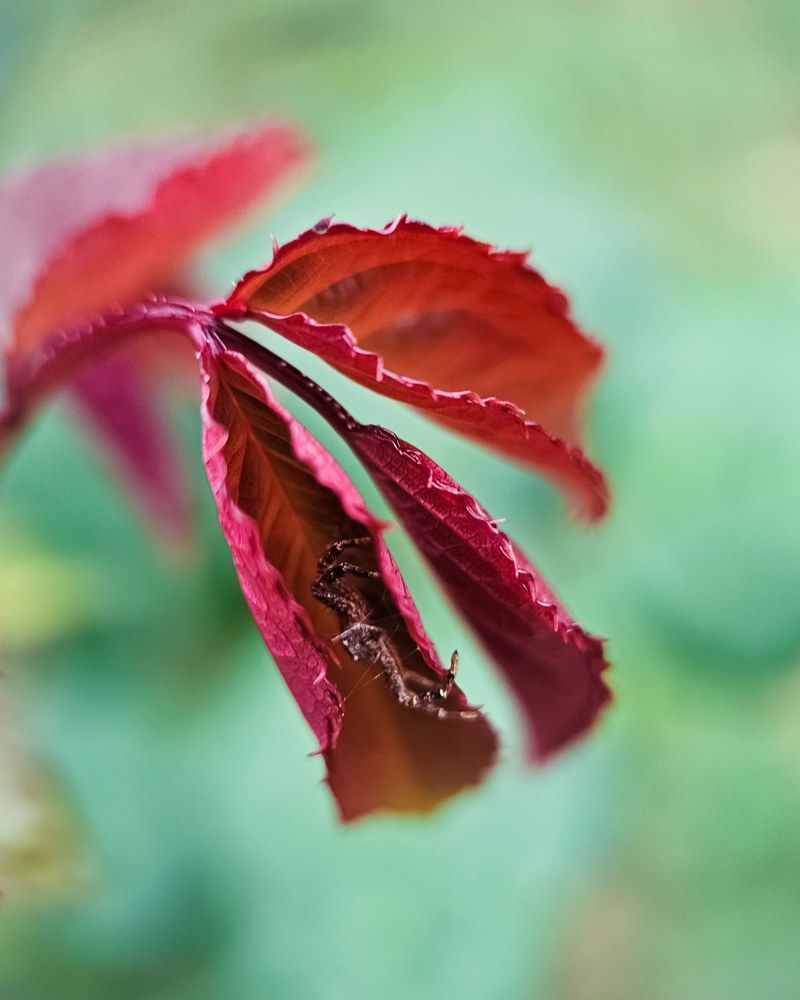 Photograph by Hannah Surji