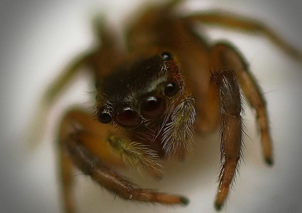 Фотография автора Armando Leonardo Linhares